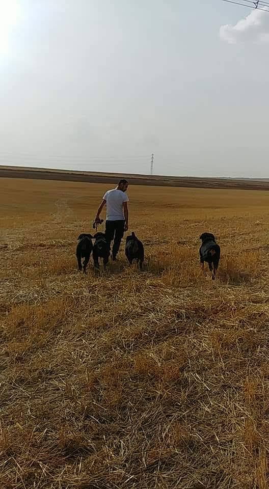 secereli-rottweiler-rotvaydir-ciftligi-disi-erkek-husky-french-bulldog-yavrulari