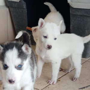 pet-shop-disi-erkek-yavru-husky-rottweiler-temin-sahiplendirme-ankara