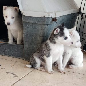 pet-shop-disi-erkek-yavru-husky-rottweiler-temin-sahiplendirme-ankara