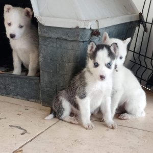 pet-shop-disi-erkek-yavru-husky-rottweiler-temin-sahiplendirme-ankara